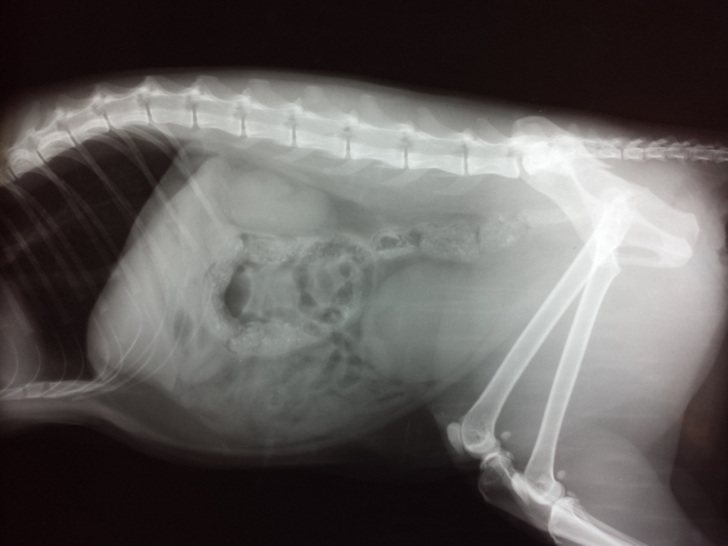 Radiographie chat